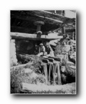 Lavandi�re des Alpes
